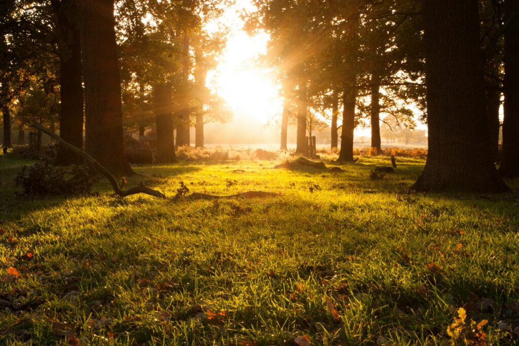 Golden sunlight filtering through tall forest trees and grassy ground, creating a calm and grounding atmosphere for a therapy and healing website.